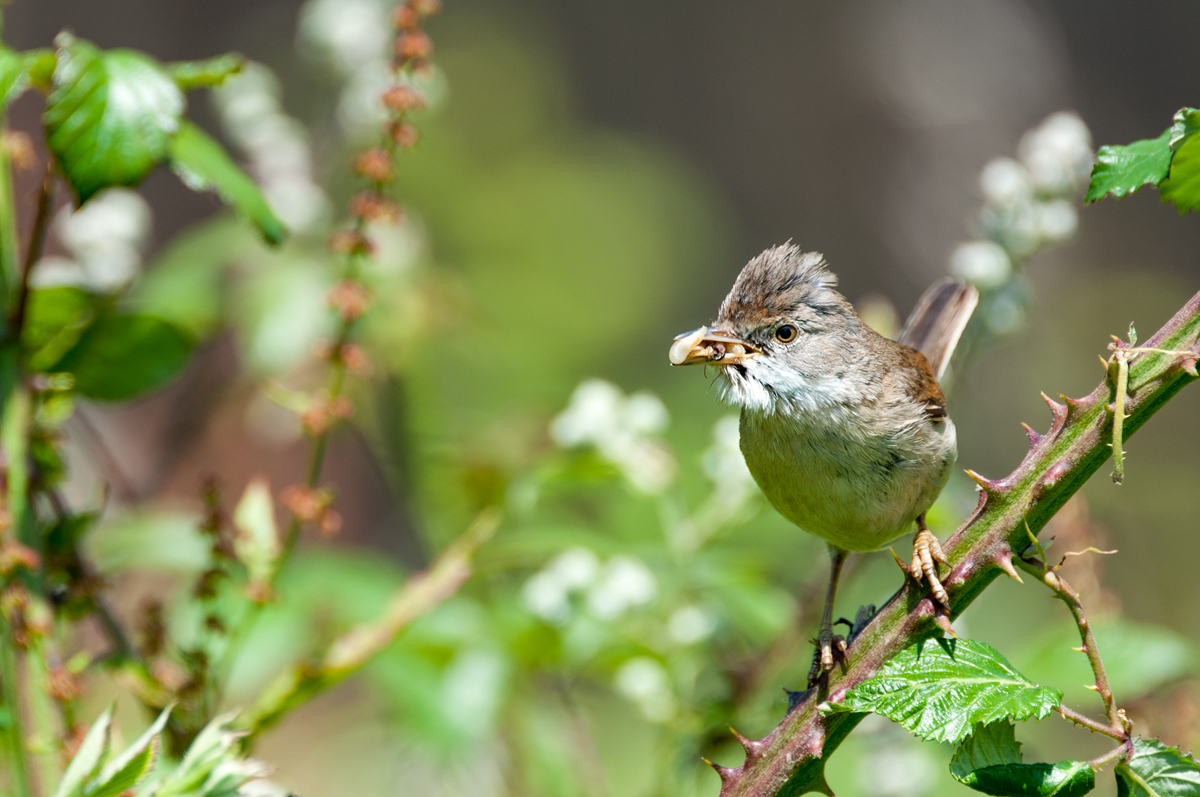 Whitethroat 3.jpg