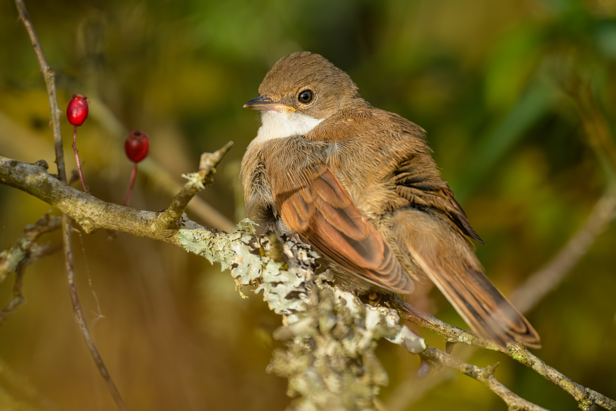 Whitethroat (Sylvia communis).jpg