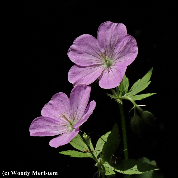 Wild Geranium.JPG