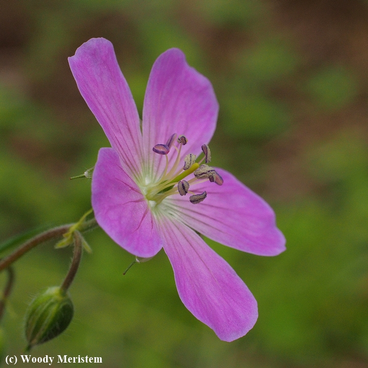 Wild Geranium.JPG