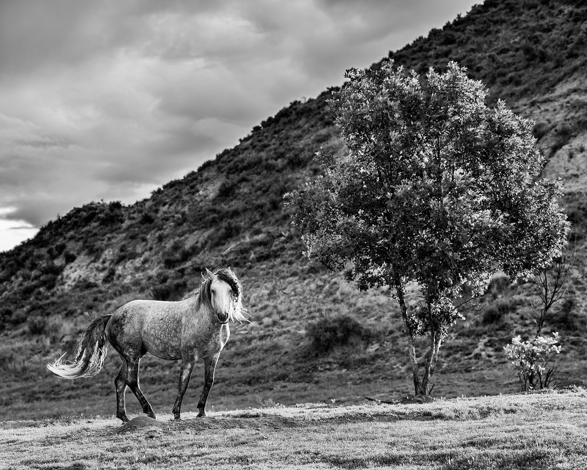 Wild-Horse-And-Tree.jpg