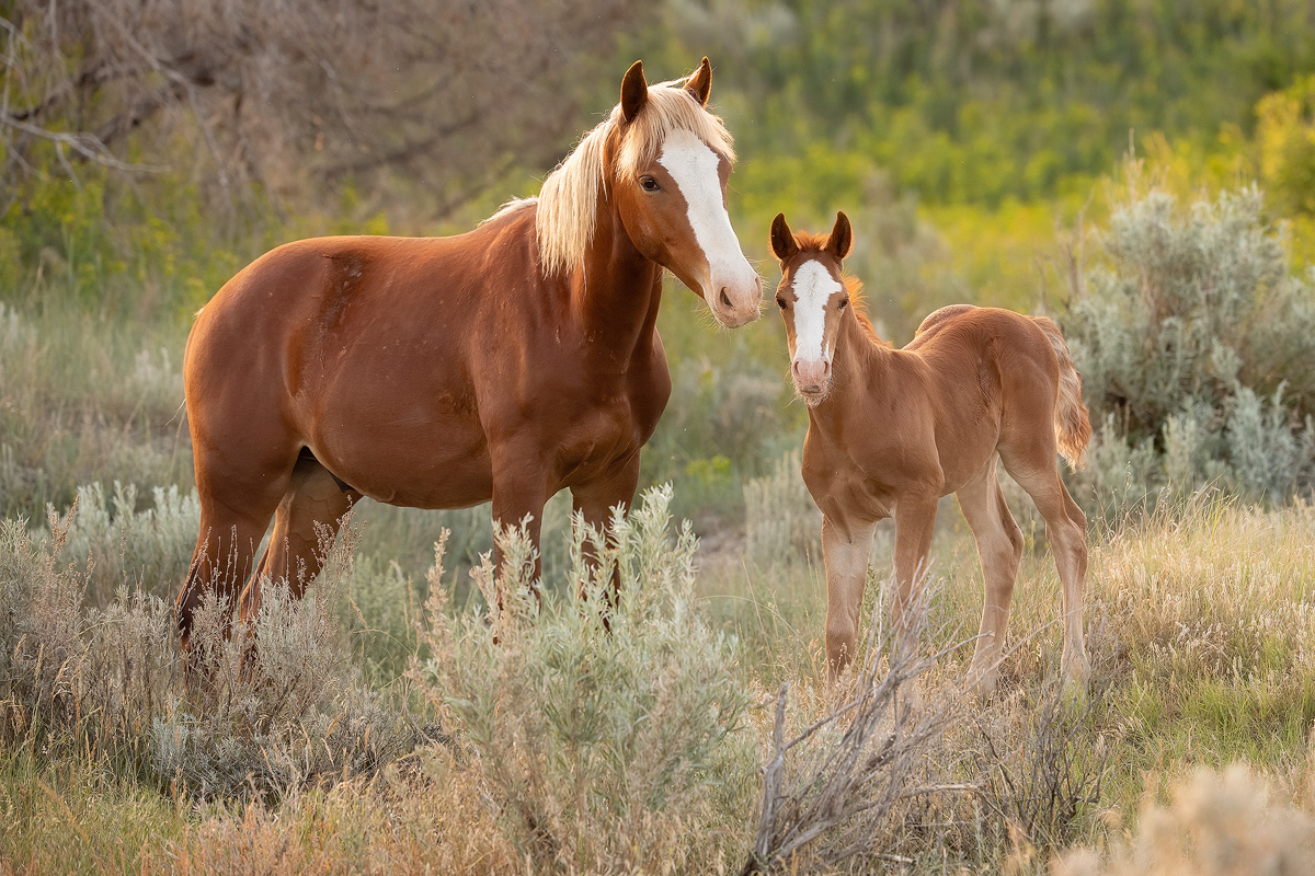 Wild-Horse-With-Foal.jpg