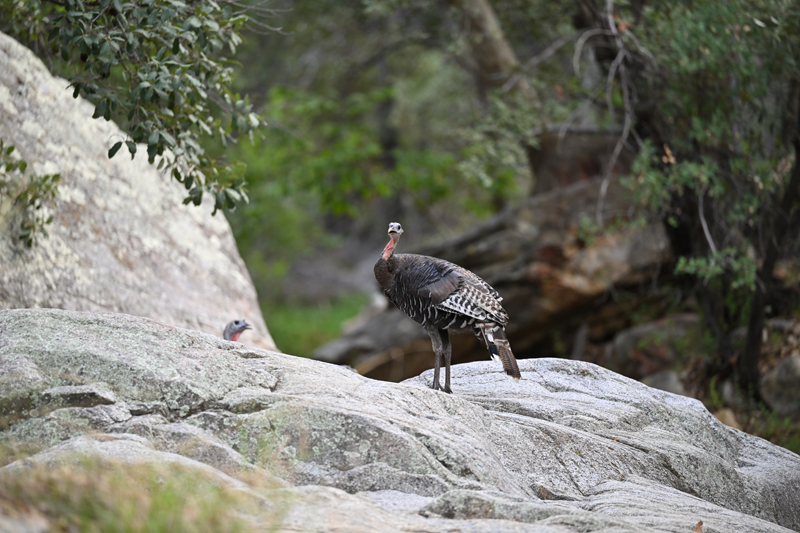 wild turkey_goulds Z8 032.JPG