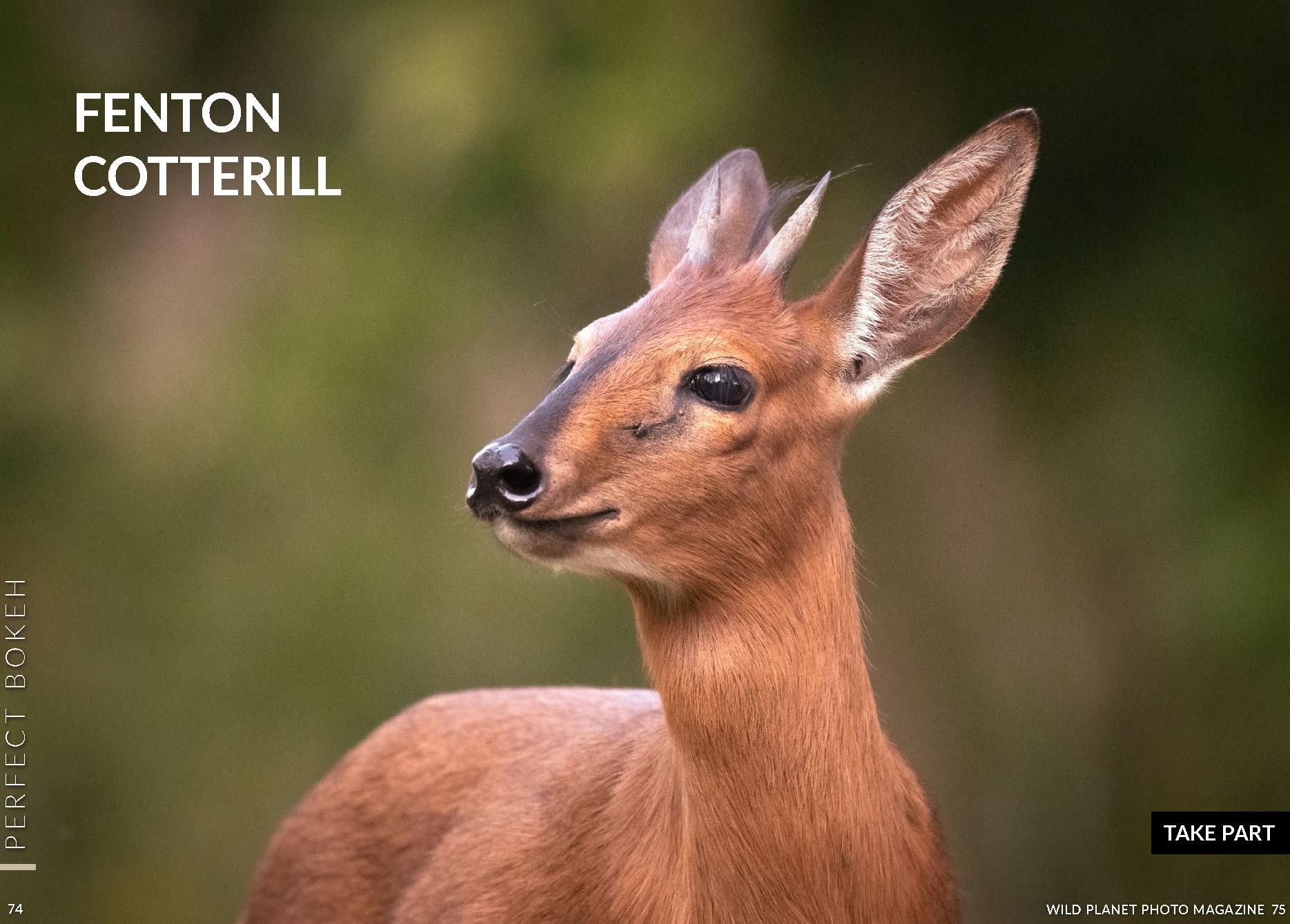 Wildl Planet Photo Mag 083-ghq866uyf Sep2020 Perfect Bokeh duiker_Page_2 crp.jpg