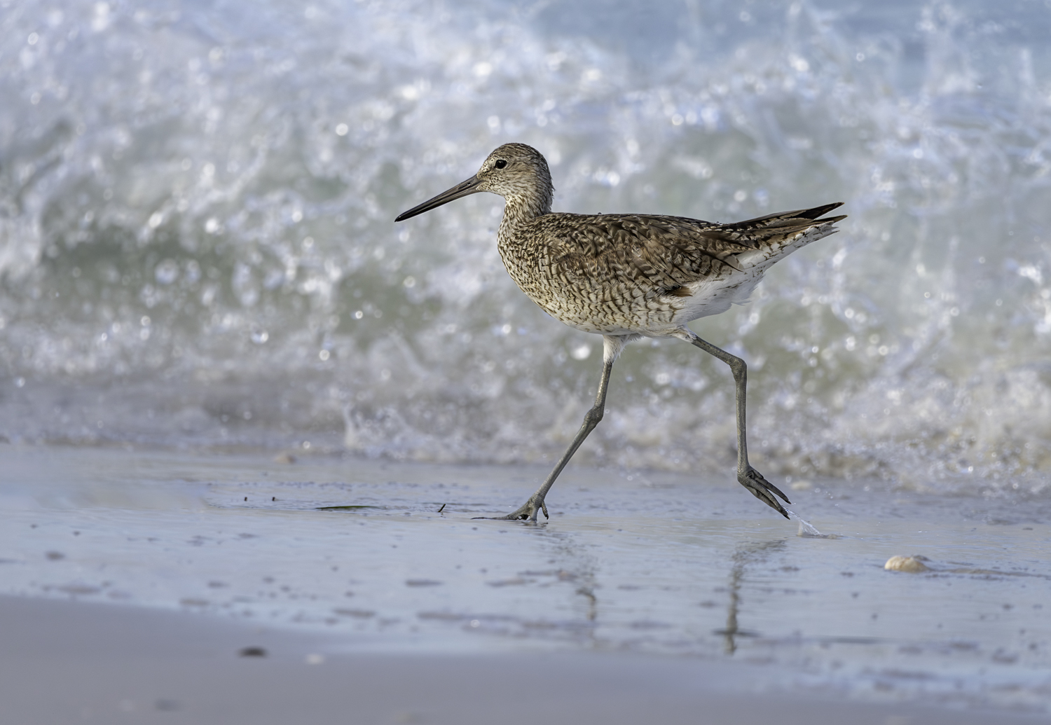 Willet at Ft DeSoto.jpg