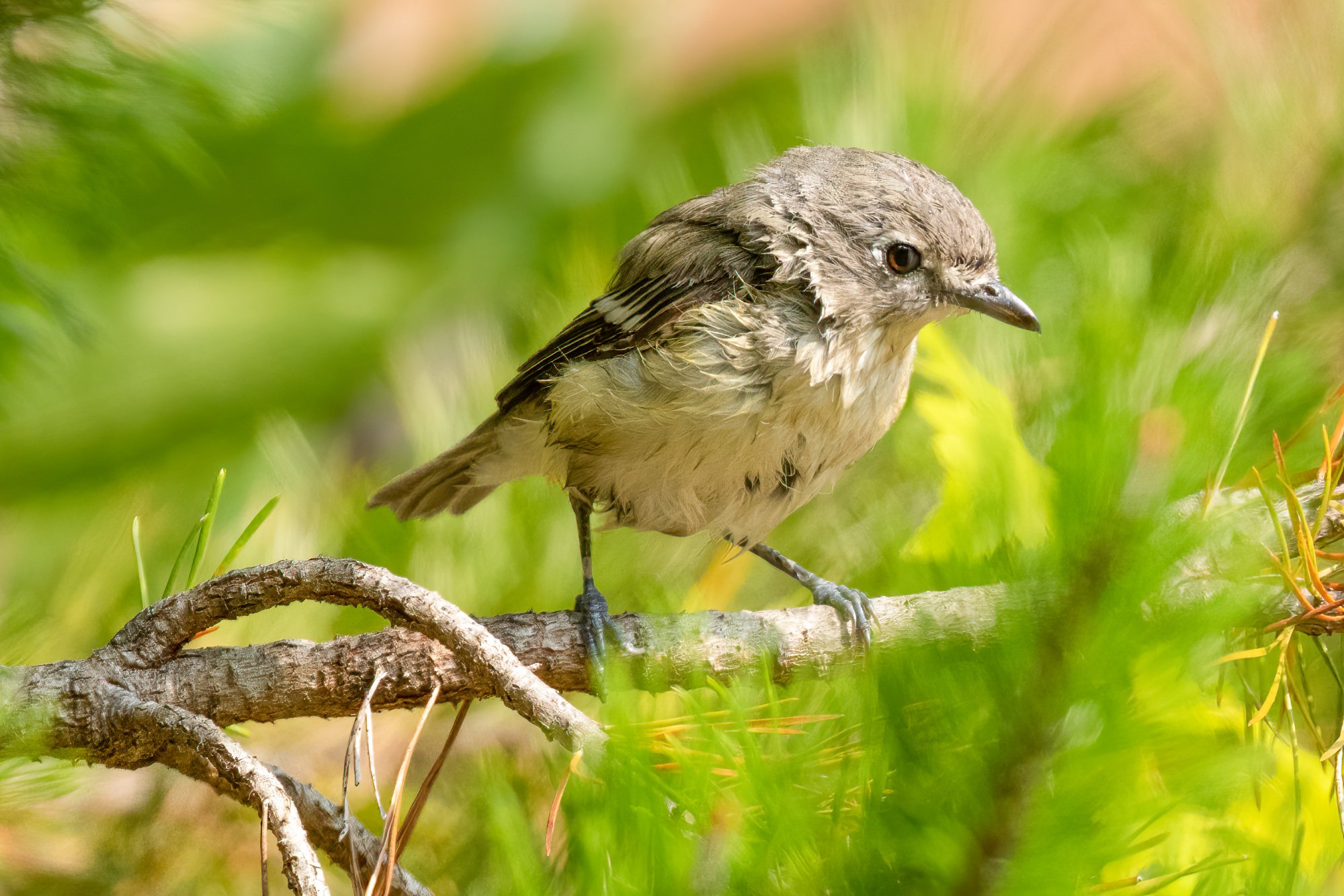 Willow Flycatcher Our Yard 9-11-2020.jpg