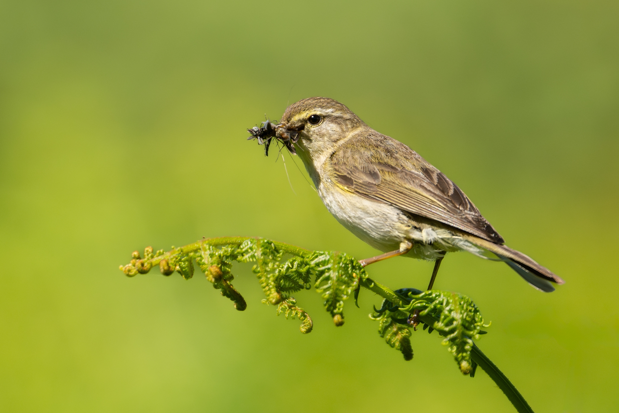 Willow Warbler (Phylloscopus trochilus).jpg