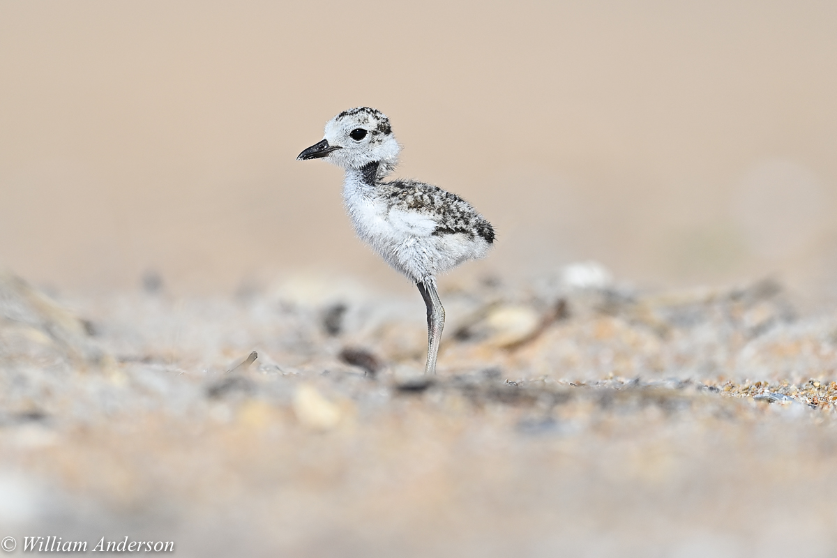 Wilson's Plover chick.jpg