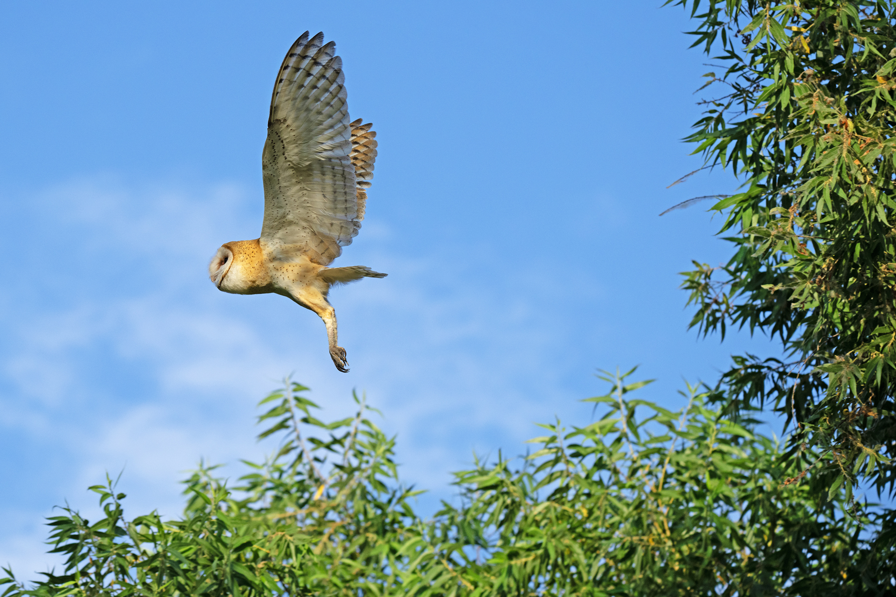 WINGS UP TALONS DOWN 2024 _DSC3515.jpg