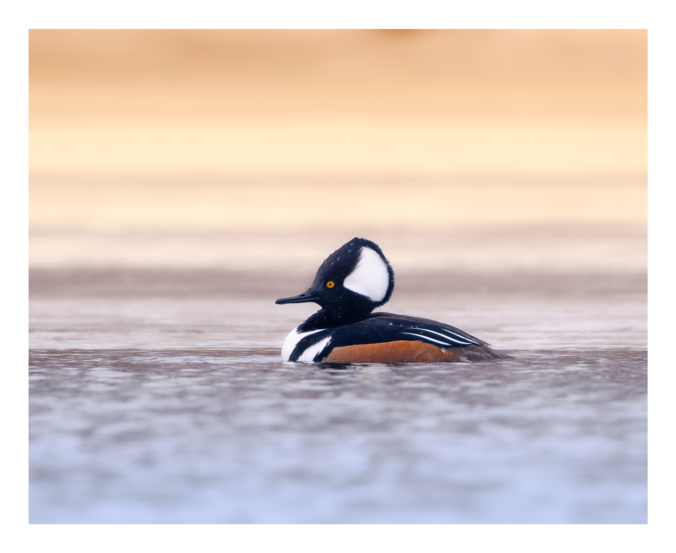 winter-merganser.jpg