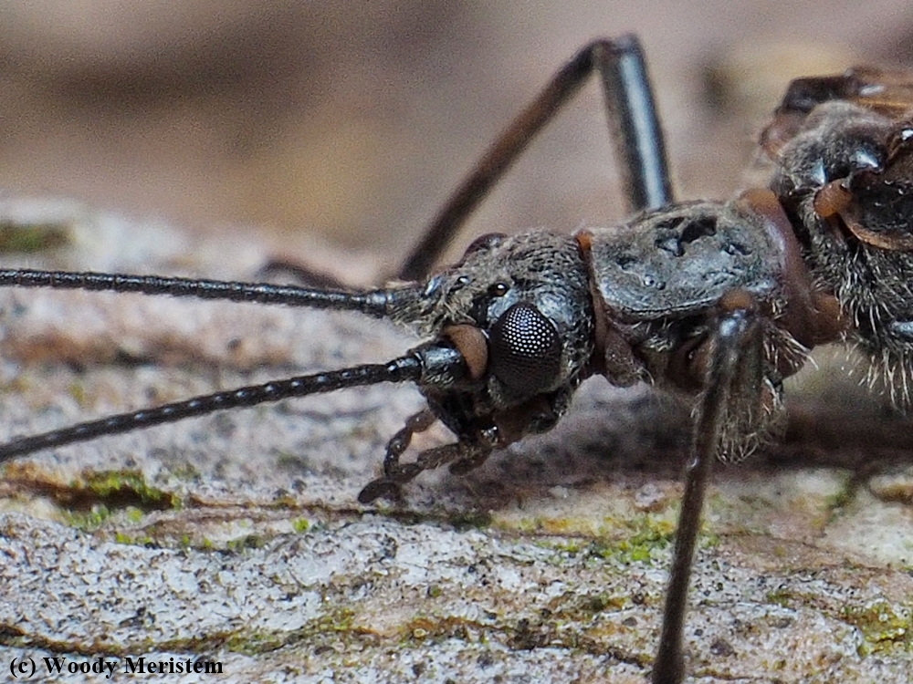 Winter Stonefly.JPG