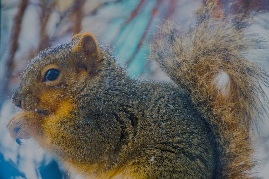 Winter Storm Squirrel visitor.jpg