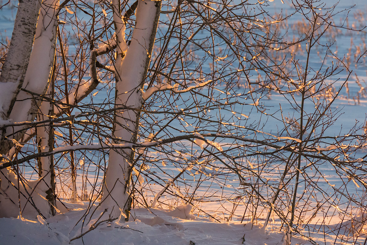 Winter trees-1150467.jpg