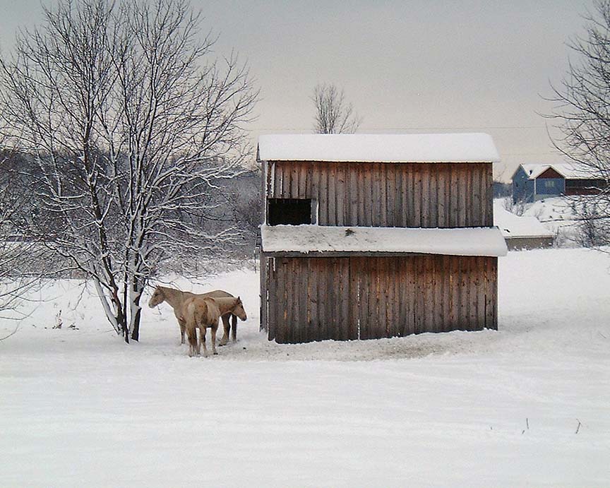 winterhorses 11.jpg