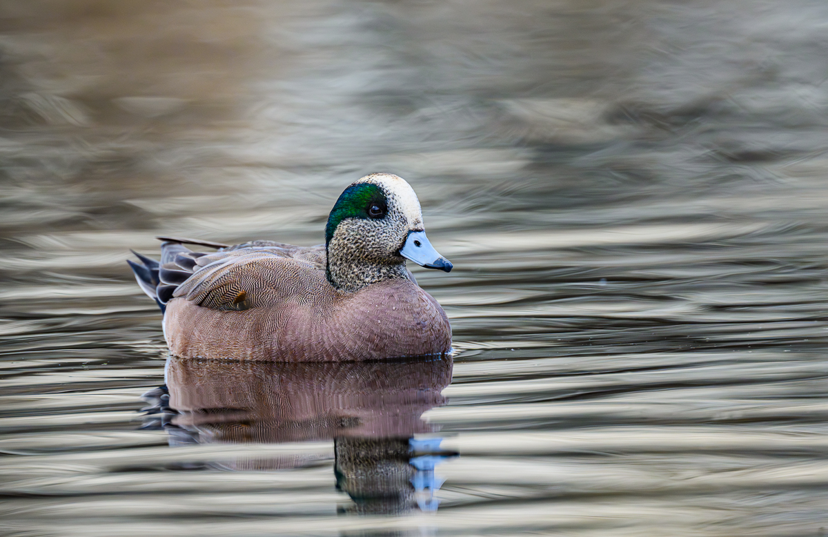 wistfulwigeon.jpg