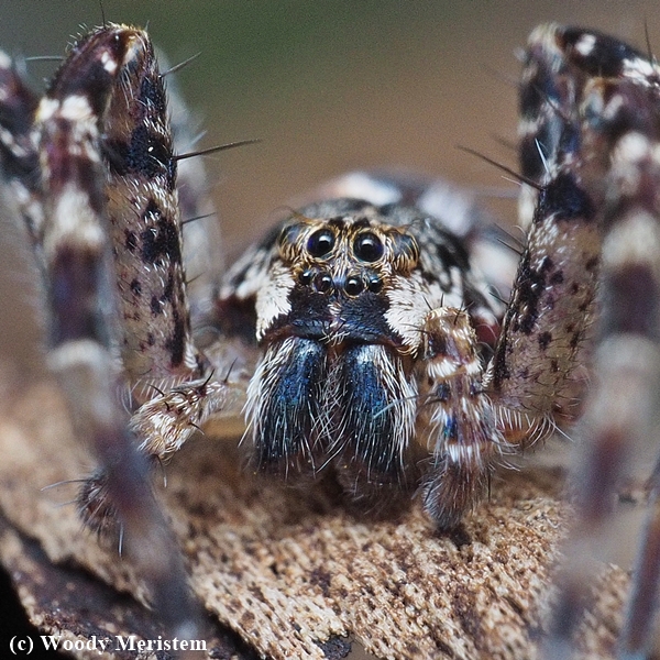 Wolf Spider.JPG