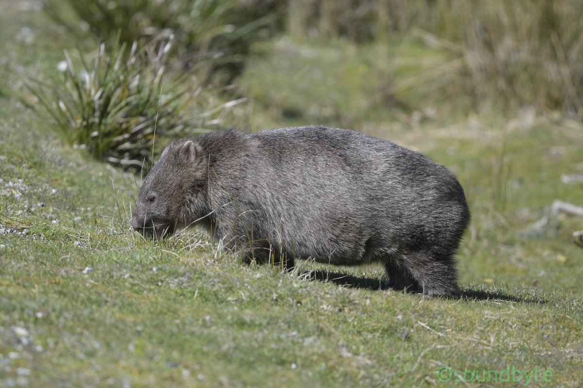 wombat_221020__2_BCG.jpg