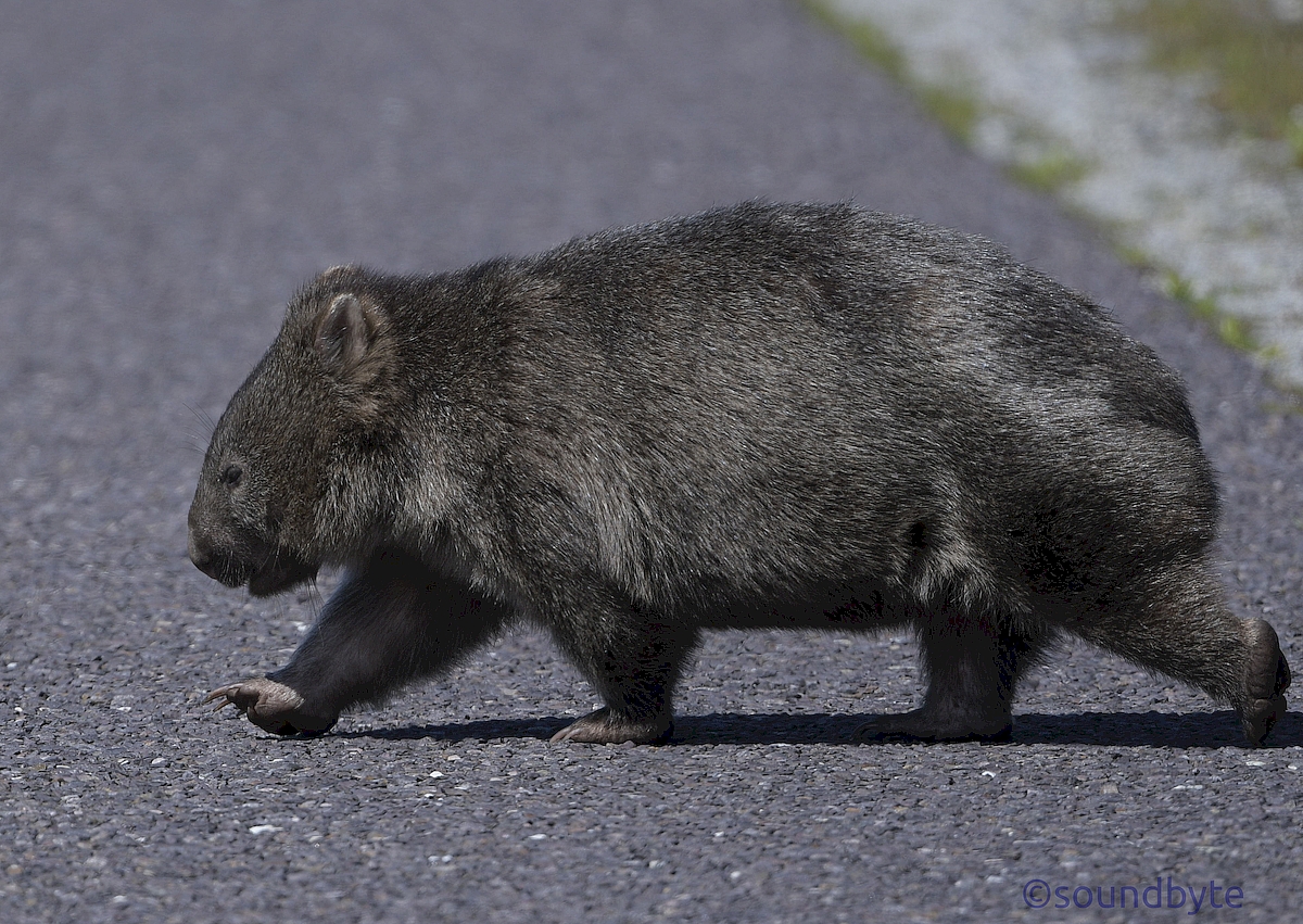 Wombat_221020_BCG.jpg