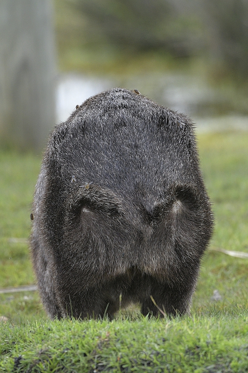 wombat_231020_2_BCG.jpg