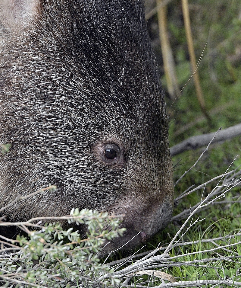 wombat_241020_1_BCG.jpg