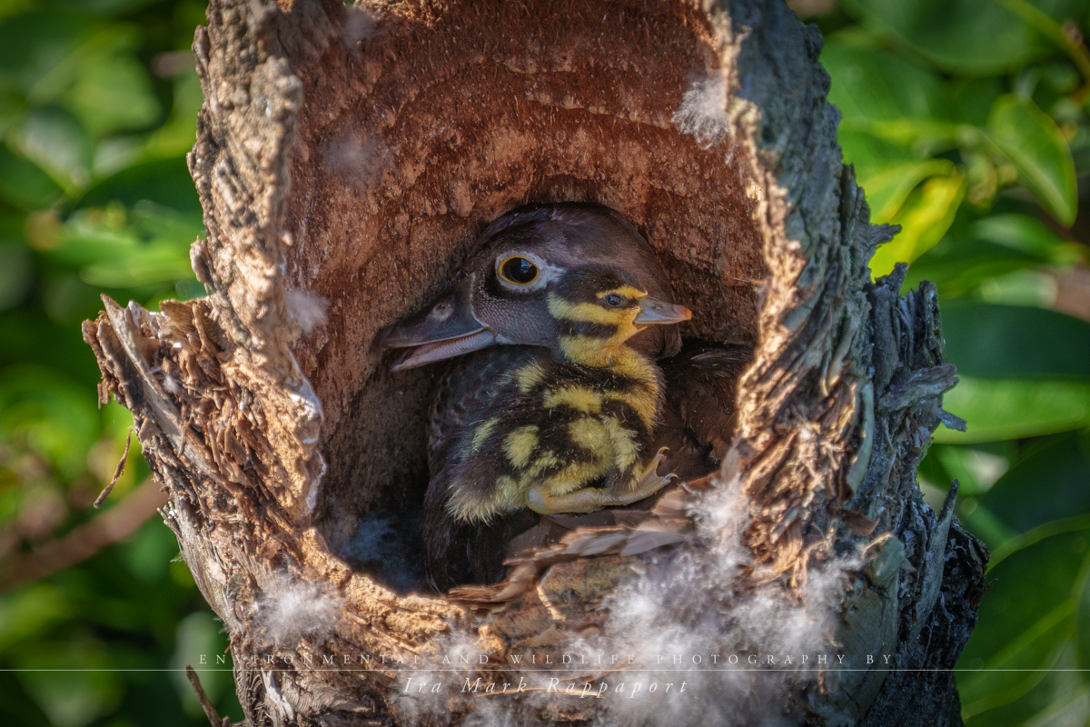 Wood Duck and Whistling Duck Chick.jpg