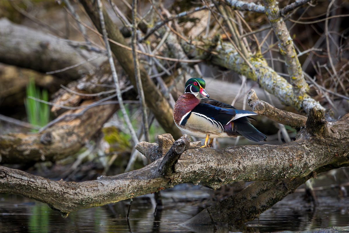 Wood Duck Male.jpg