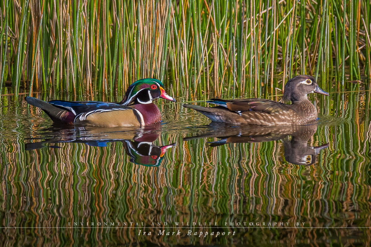 Wood Ducks.jpg