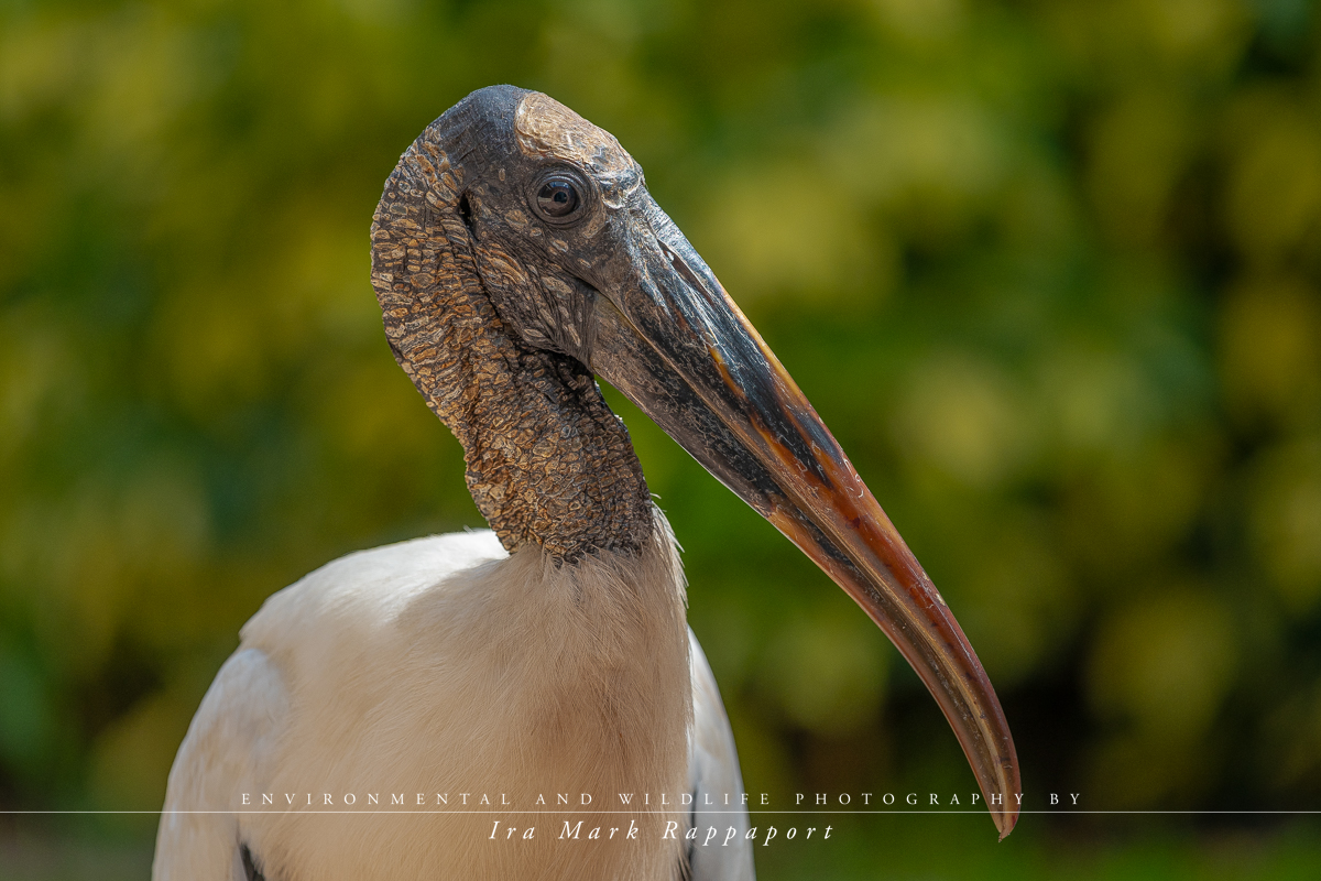 Wood Stork close-up.jpg