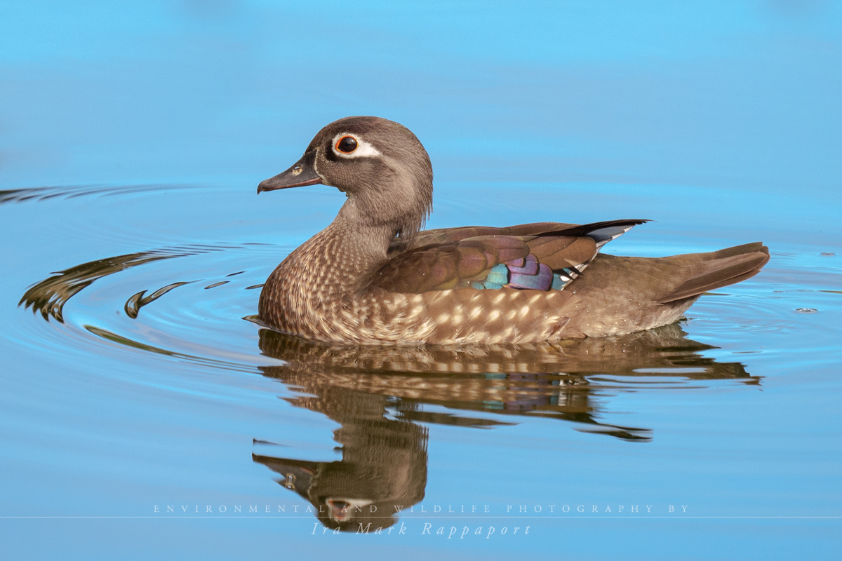 Woodduck female.jpg