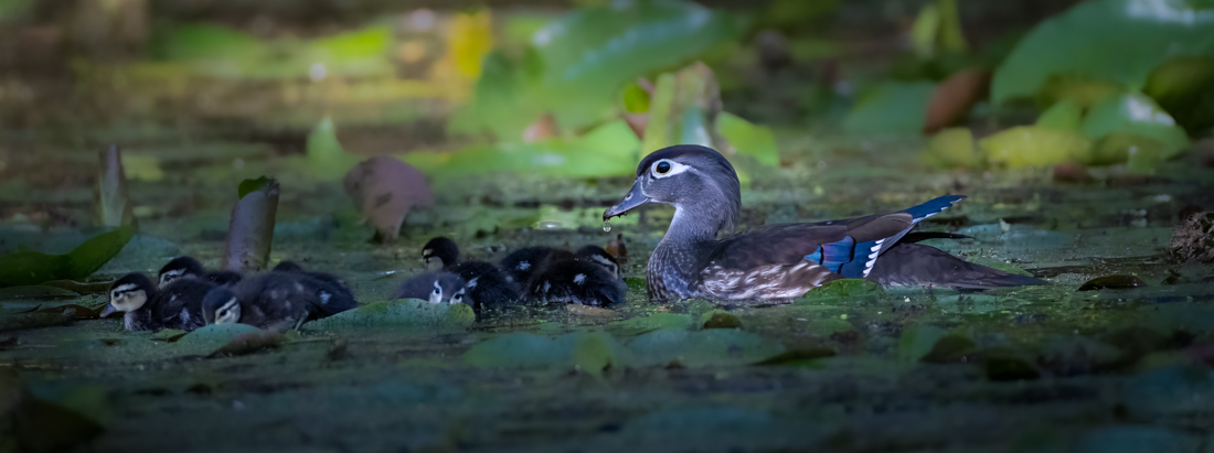 Woodduck hen with chicks.jpg