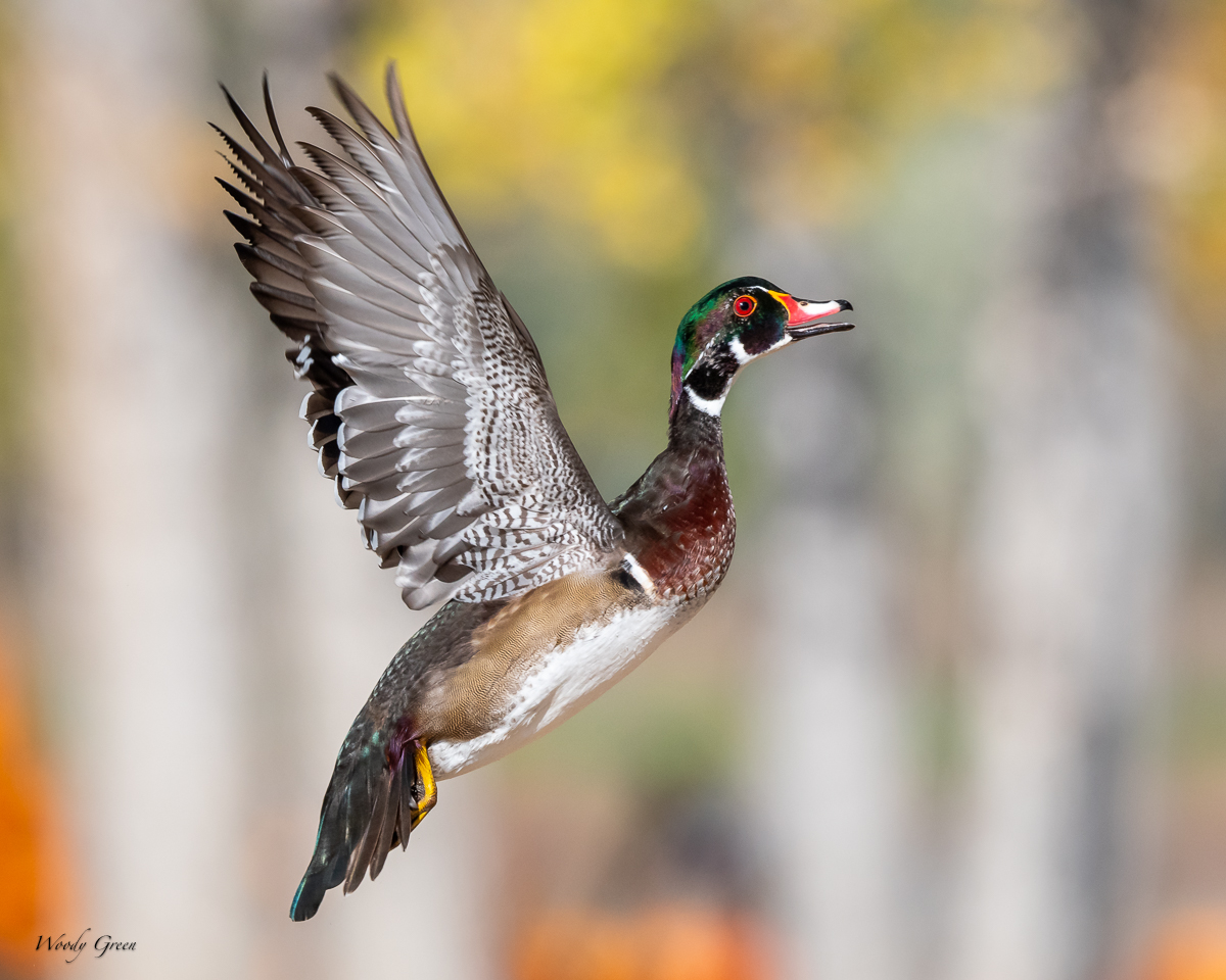 WoodDuckFlight-133.jpg