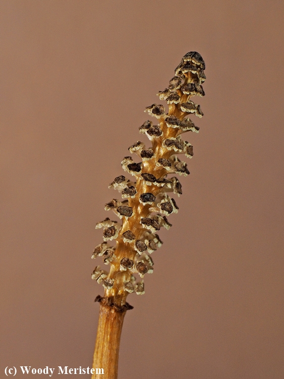 Woodland Horsetail - cone.JPG