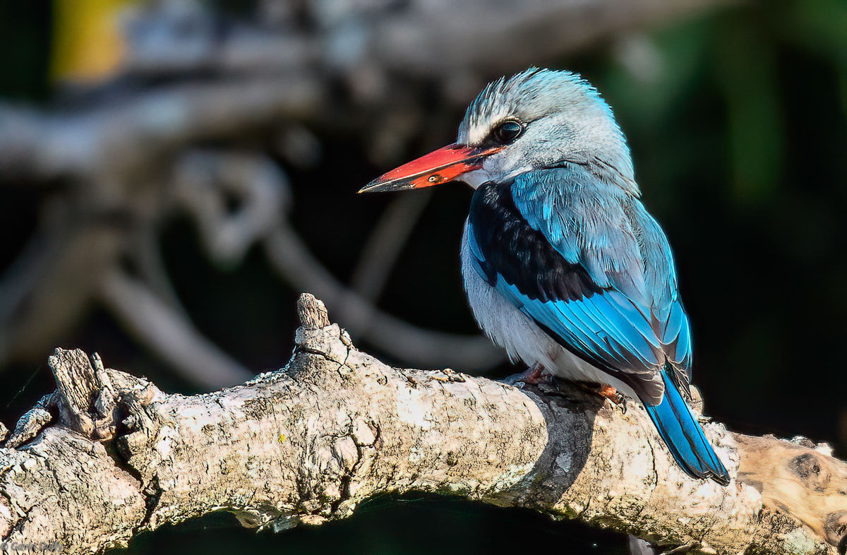 Woodland Kingfisher (1 of 1).jpg