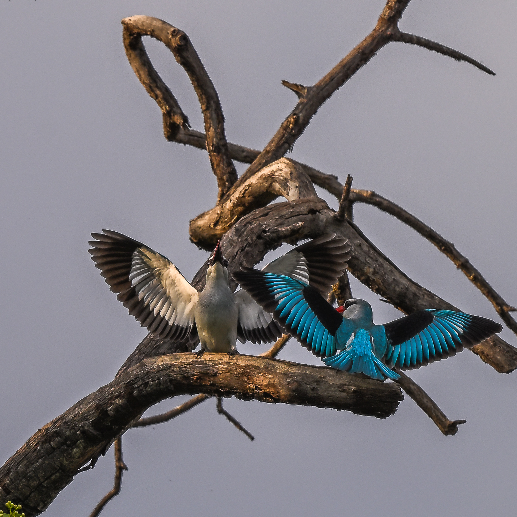 woodland kingfisher.jpg