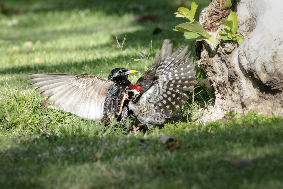 woodpecker and starling_DSC2267 201404 720 territorial conflict.jpg