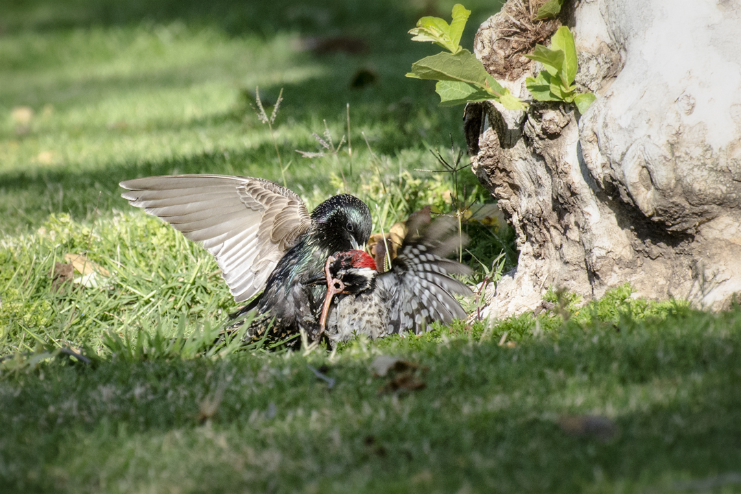 woodpecker and starling_DSC2269 201404 720 territorial conflict.jpg