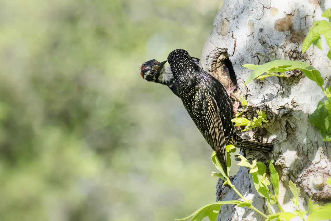 woodpecker and starling_DSC2317 201404 720 territorial conflict.jpg