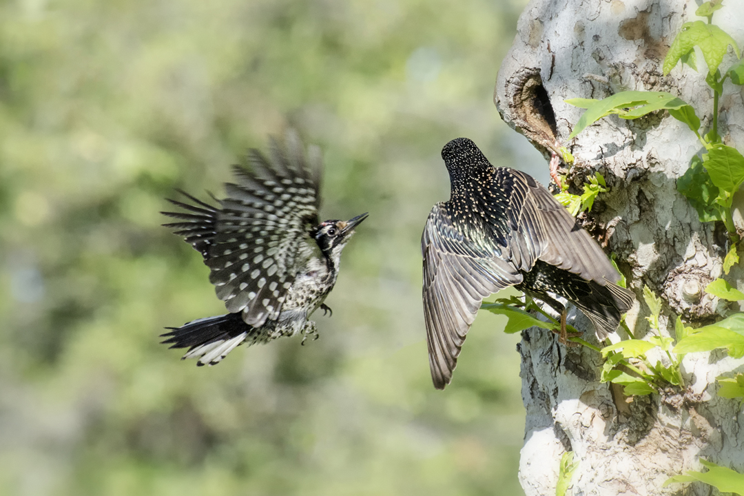 woodpecker and starling_DSC2321 201404 720 territorial conflict.jpg