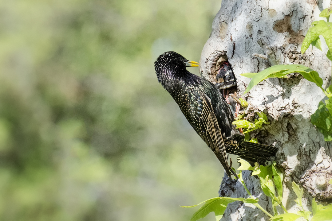 woodpecker and starling_DSC2333 201404 720 territorial conflict.jpg