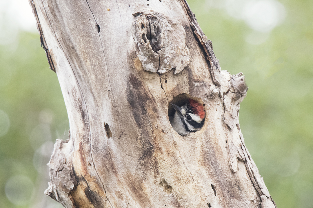 woodpecker DSC_1988 201705 720.jpg