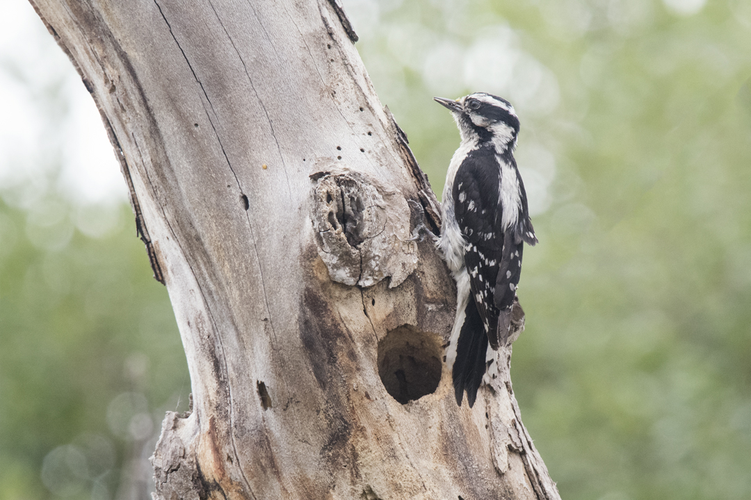 woodpecker DSC_2053 201705 1080.jpg