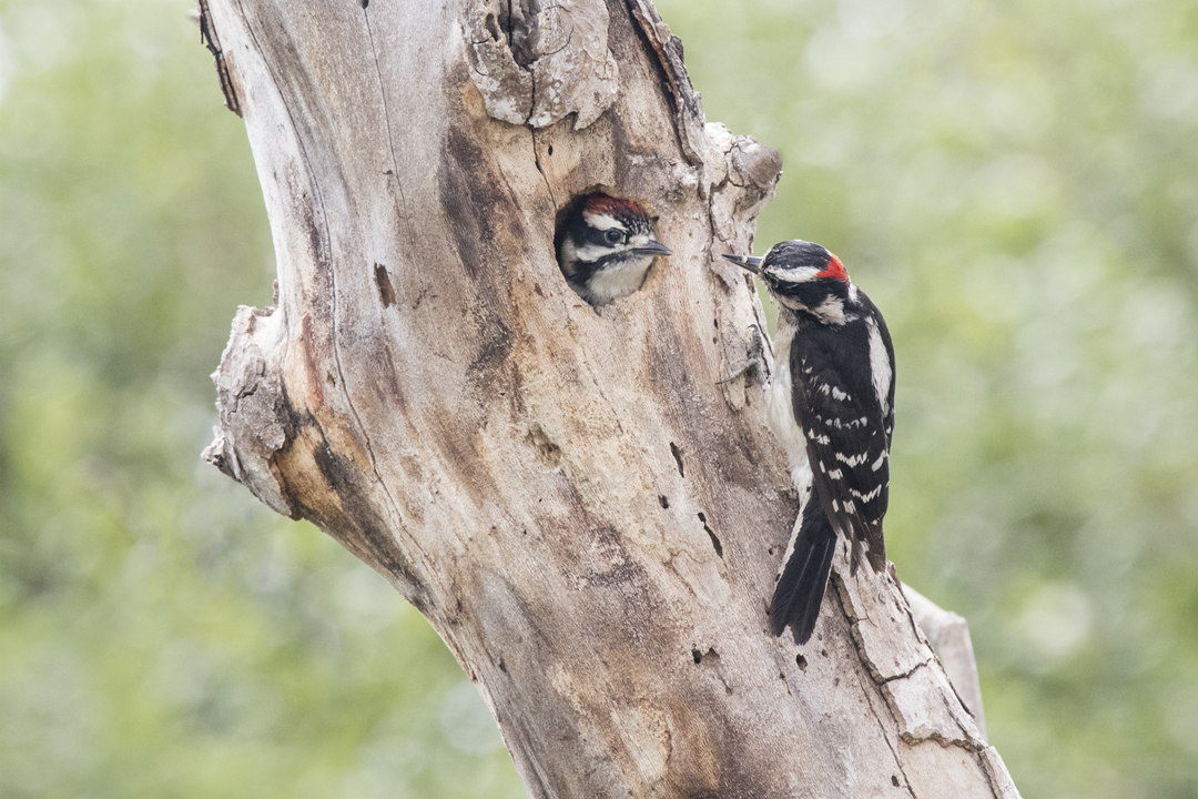 woodpecker DSC_2182 201705 720.jpg