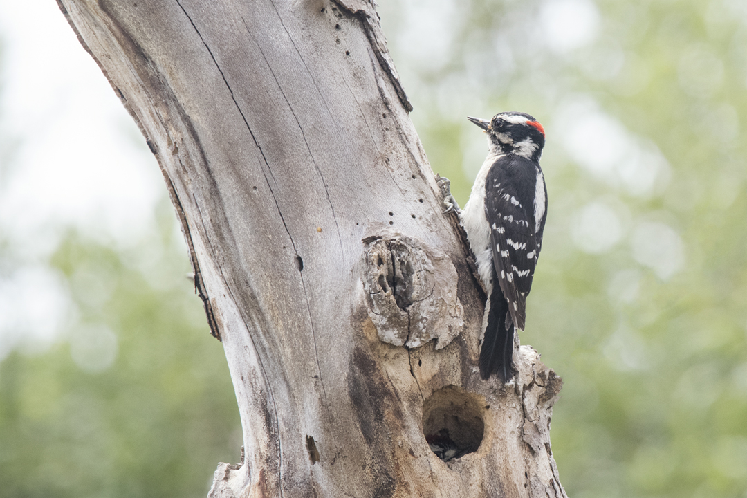 woodpecker DSC_2204 201705 720.jpg