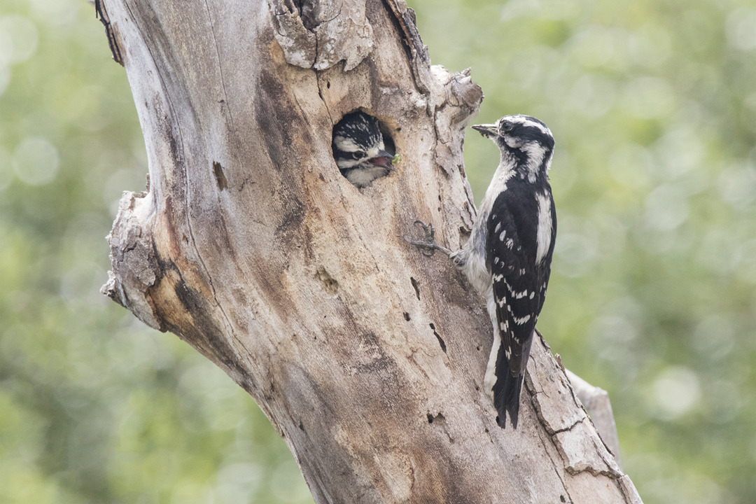 woodpecker DSC_2291 201705 720.jpg