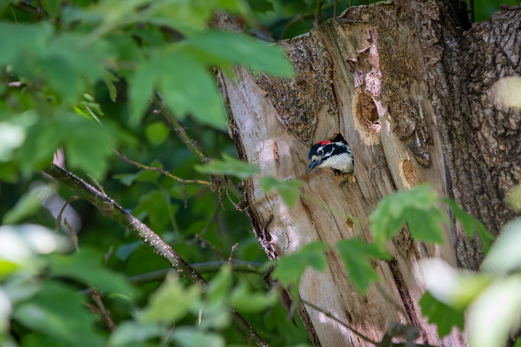 Woodpecker in hole-.jpg