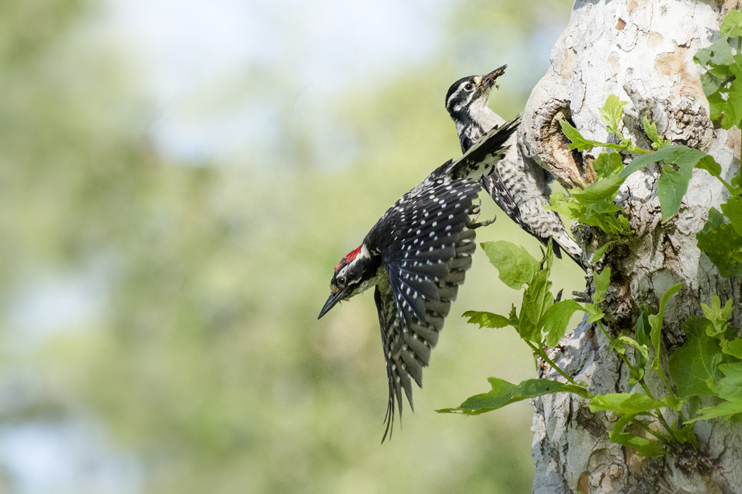 woodpecker_DSC3728 201405 720.jpg