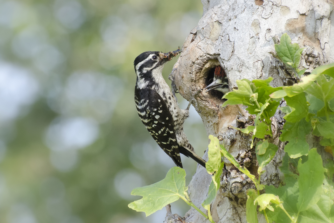 woodpecker_DSC7831 201405 720.jpg