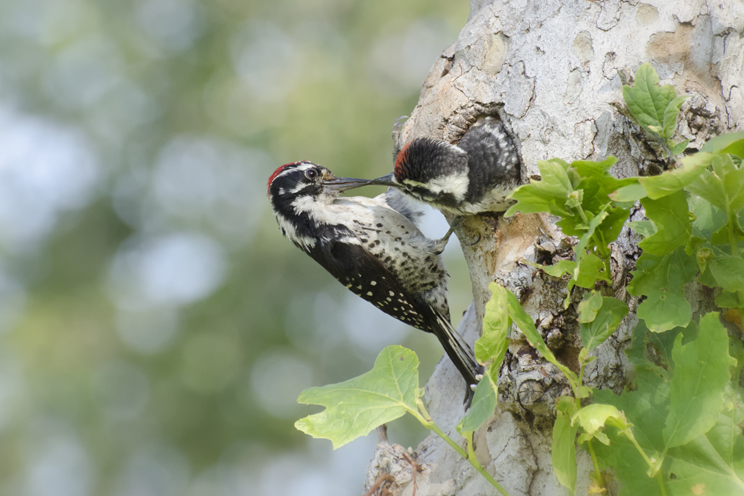 woodpecker_DSC7848 201405 720.jpg