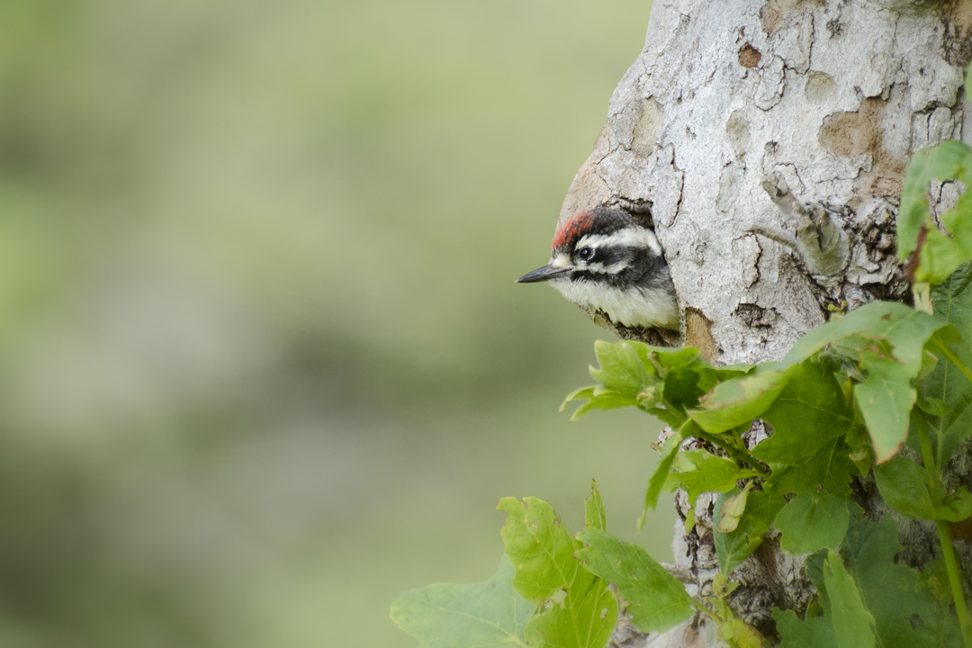 woodpecker_DSC8304 201405 720.jpg