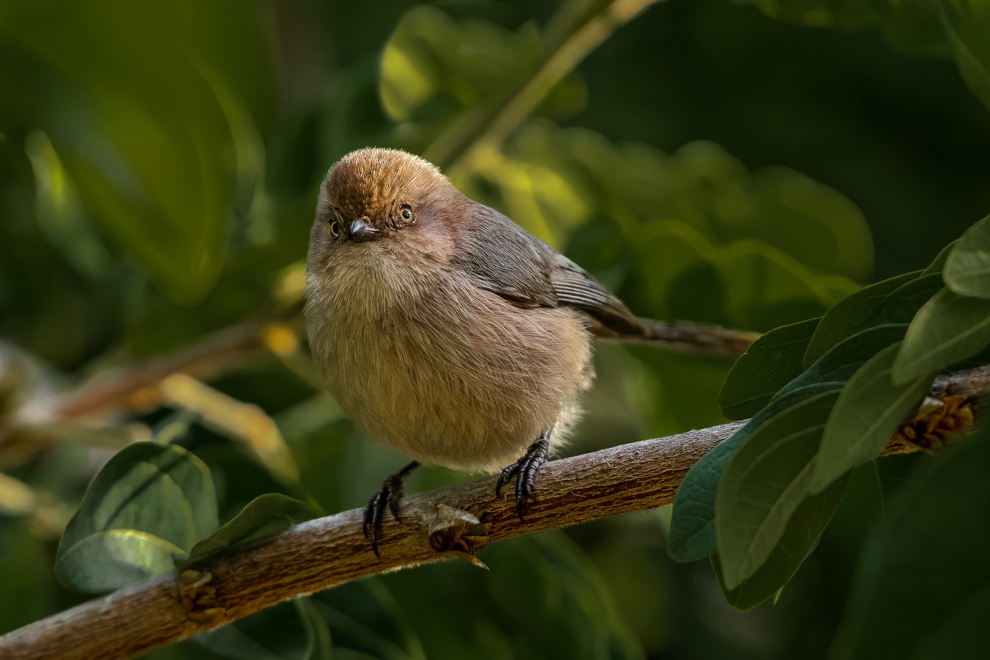 Wrentit-1122-IMG_00127NIKON D5.jpg